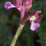 Anacamptis papilionacea Flor