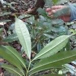 Vochysia guianensis Frunză