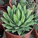 Agave victoriae-reginaeपत्ता