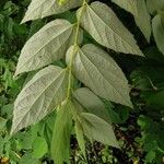 Muntingia calabura Leaf