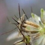 Scabiosa cinerea Плід