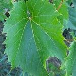 Vitis riparia Folha