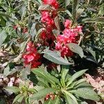 Impatiens balsamina Habitat