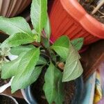 Gynura procumbens Folha