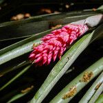 Aechmea distichantha Flower
