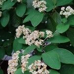 Cotoneaster coriaceusFlower