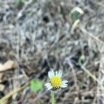 Tridax procumbens Blomma