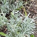 Lavandula × intermedia Leaf