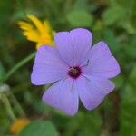 Eudianthe coeli-rosa Flower