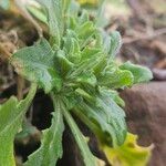 Arabis alpina Yaprak