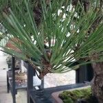 Pinus thunbergii List