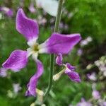 Matthiola longipetala Flower