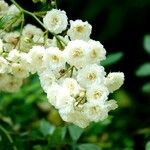 Rosa banksiae Flower