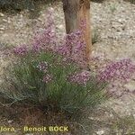 Limonium insigne Habit