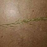 Festuca myuros Floare