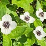 Cornus suecica Лист