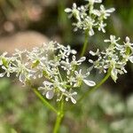 Aethusa cynapiumFlower