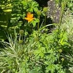 Trollius chinensis फूल