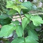 Rubus occidentalis Листок