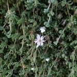 Mesembryanthemum nodiflorum Fleur