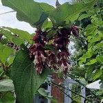 Leycesteria formosaLorea