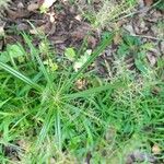 Cyperus distans Лист
