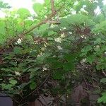 Actinidia deliciosa Diğer