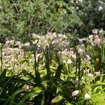 Crinum latifolium Fiore