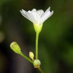 Montia parvifolia Habitus