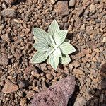 Phacelia hastata Hábitos