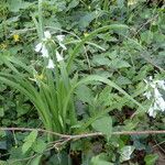 Allium triquetrum Habitus