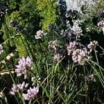 Allium angulosum Kvet