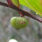 Phyllanthus francii Fruit