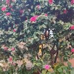Camellia sasanqua Habit