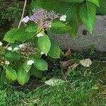 Hydrangea sargentianaЦветок