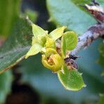 Rhamnus crocea Flower