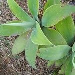 Agave attenuata Blatt