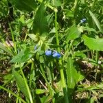 Commelina cyanea Flor