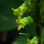 Gennaria diphylla Blüte