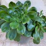 Aeonium undulatum Лист