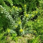 Lespedeza capitata Συνήθη χαρακτηριστικά