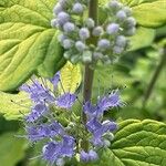 Caryopteris × clandonensis Çiçek