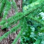 Larix kaempferi Blad