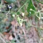 Rubia peregrina Fruit