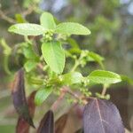 Aristotelia chilensis Fuelha