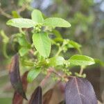 Aristotelia chilensis Blad