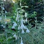 Ornithogalum candicans Květ