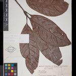 Pouteria tarumanensis Levél