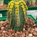 Euphorbia fruticosa Hoja