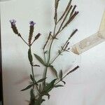 Verbena hastata Flower
